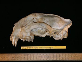 Media type: image;   Mammalogy 54000